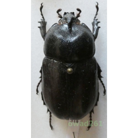 Pachyoryctes solidus Arrow, 1908 male 41mm Thailand31a